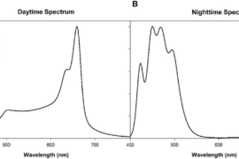 Photosynthetic adaptation strategies in peppers under continuous lighting: insights into photosystem protection