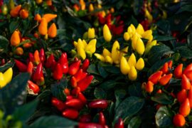 A group of ornamental peppers in yellow and red colors
