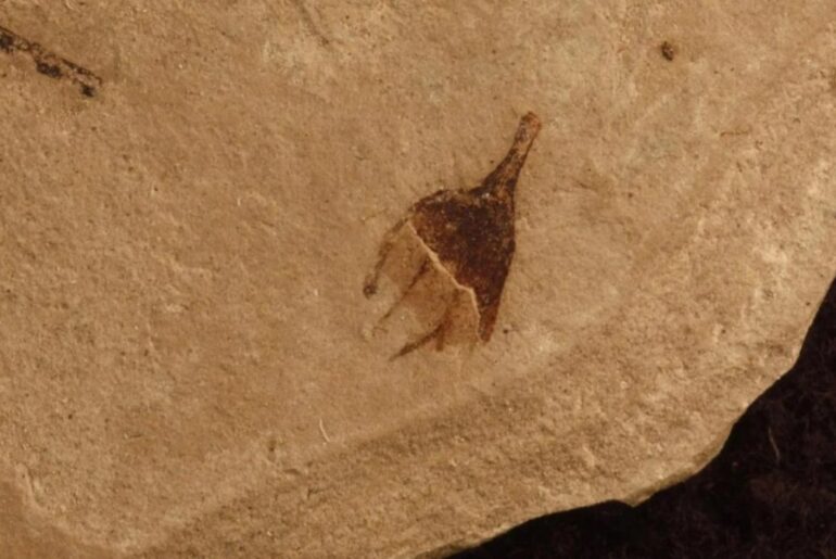 50 million-year-old pepper found in Colorado