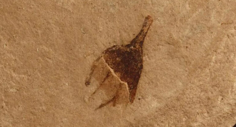 An Ancient Chili Pepper May Rewrite The History of The Tomato Plant : ScienceAlert