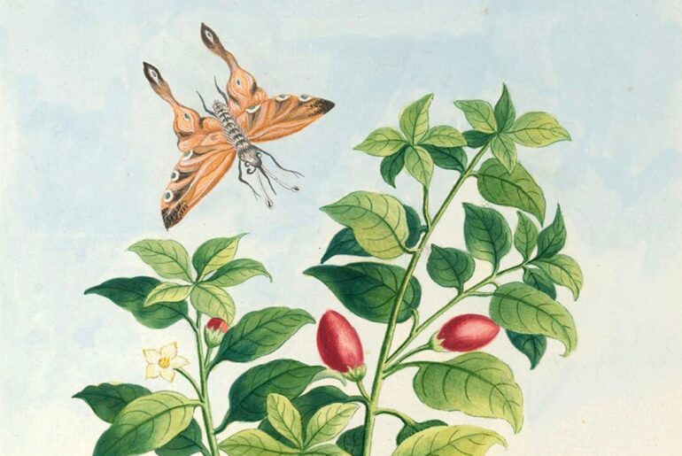 Pierre-Joseph Buc'hoz. Plantes de Chine