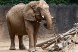 “A chili plant and a bee stop an elephant from walking into a farm …”