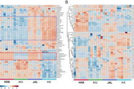 Heterosis for capsacinoids accumulation in chili pepper hybrids is dependent on parent-of-origin effect