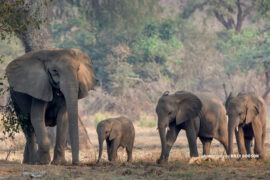 Elephant Human Conflict