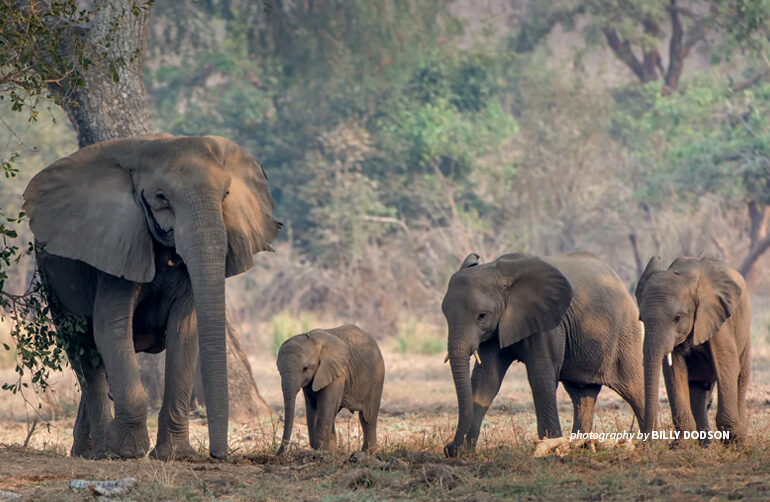 Elephant Human Conflict
