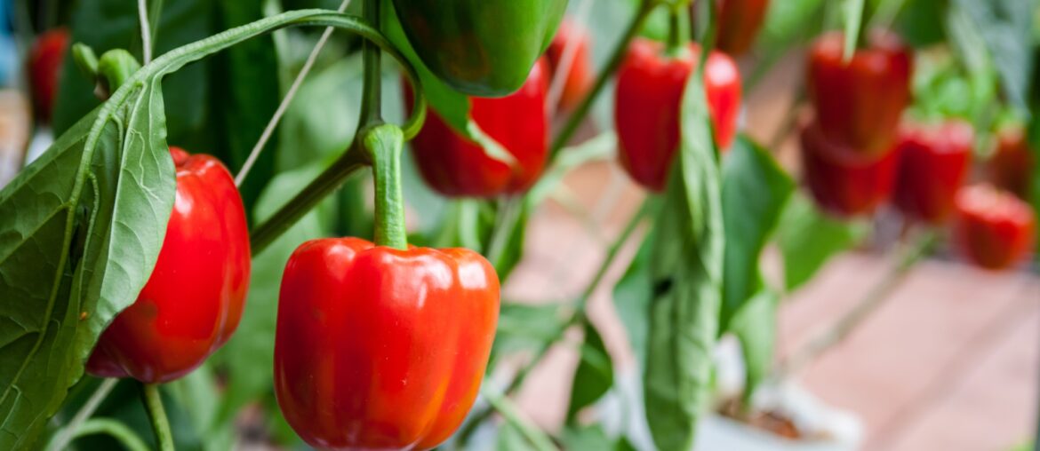 7 garden tips for growing peppers in Southern California – Orange County Register