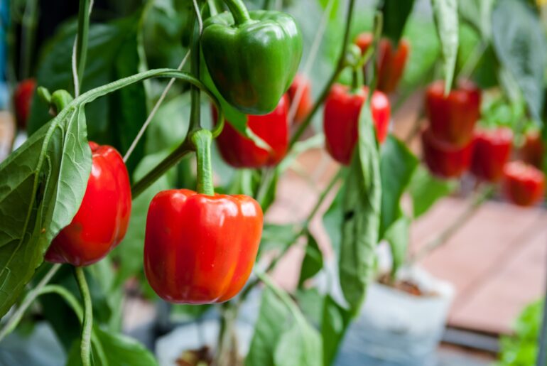 7 garden tips for growing peppers in Southern California – Orange County Register
