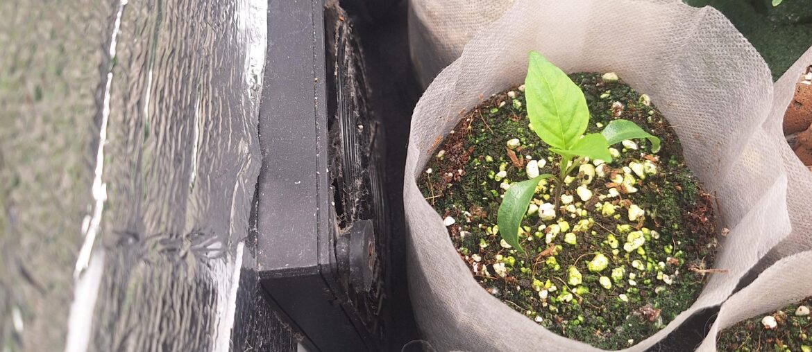 First time pepper grower, Cayenne seedlings in coco/perlite growing from seed