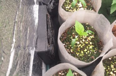 First time pepper grower, Cayenne seedlings in coco/perlite growing from seed