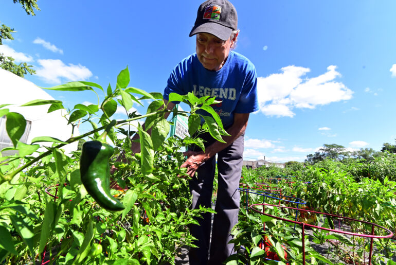 The Evangelist of Peppers: Hugo man puts premium on peppers – Twin Cities