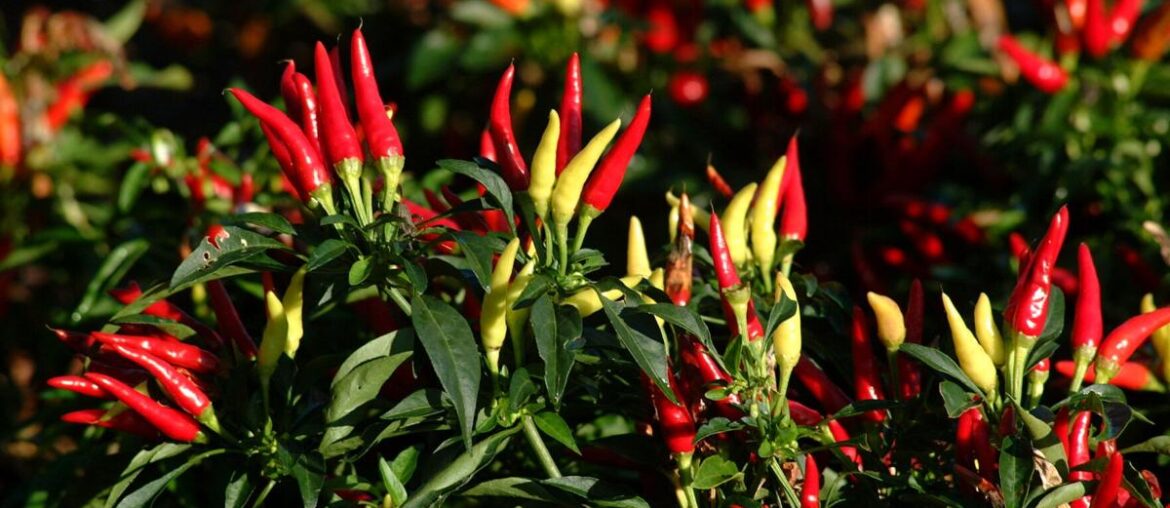 Spice things up this fall with ornamental peppers: LSU Garden News | Entertainment/Life