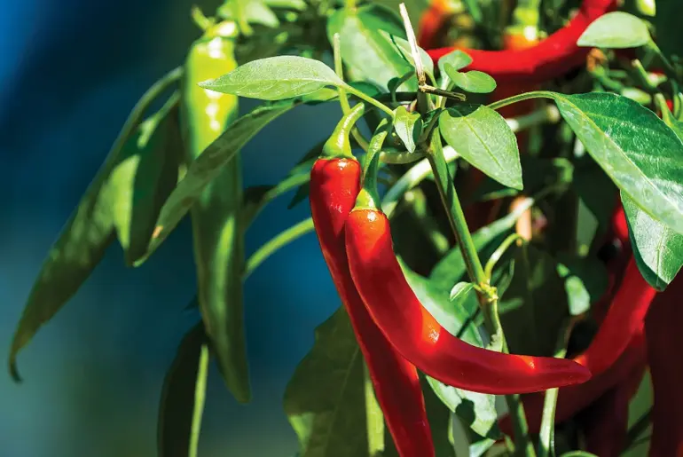 Hot peppers contain 3 molecules that make them less spicy