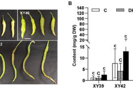 The changes of rhizosphere microbial communities in pepper varieties with different capsaicinoids