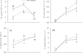 Heat-tolerant hot pepper exhibits constant photosynthesis via increased transpiration rate, high proline content and fast recovery in heat stress condition