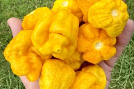 7 Pot Yellow