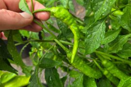 Mystery pepper