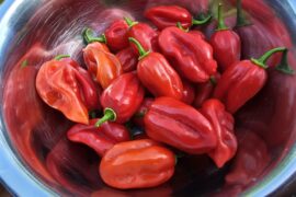 Are these Habaneros?