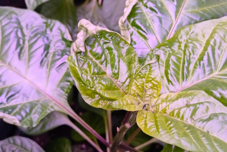 Need help with paper curly leaves