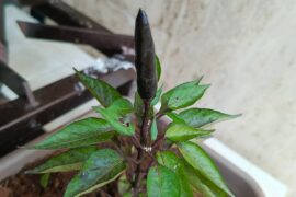Bought this from a local plant shop, what kind is it?