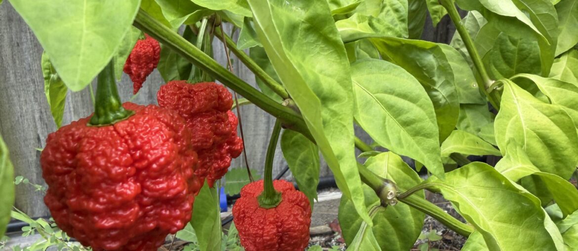 Texas hot peppers rb003