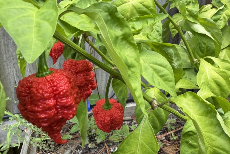 Texas hot peppers rb003