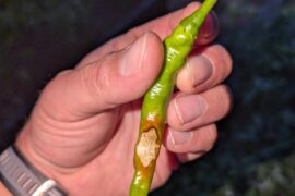 What does this damage look like? Beetles? Slugs?