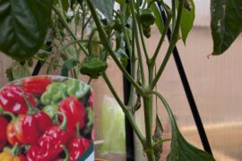 Don't think these are scotch bonnets?