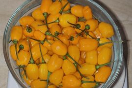 What kind of pepper is this?