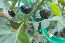 Beaver Dam Pepper