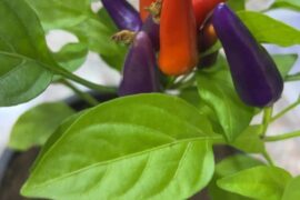 Purple & Red Peppers