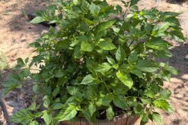 What do you guys think of my year 3 scotch bonnet plant?