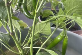 How do I know when these Serrano’s are good to harvest?