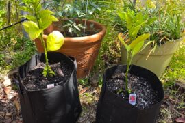 Carolina reaper progress!