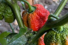 Moruga Scorpion