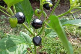 Pepper id ?