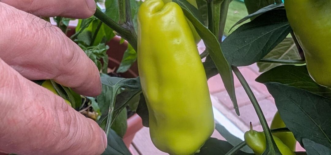 iD this peppers