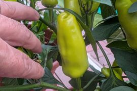 iD this peppers
