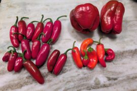 A little bit of patience and I pulled red bells, red jalapenos and some orange sweet peppers!