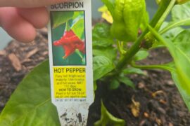 Is the label right?
