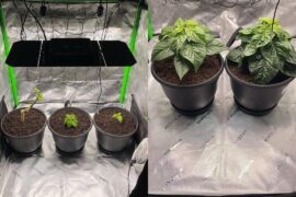 Progress of reapers 4 months indoors
