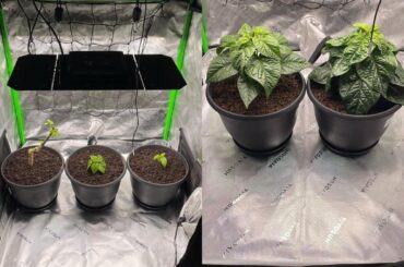 Progress of reapers 4 months indoors