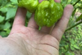 Scotch Bonnets are looking PHAT