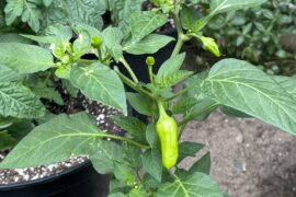 What is this pepper?