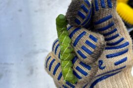 Advice: Controlling Hornworms