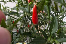 Are those Birdseye/Thai Chilis? Pls help!