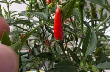 Are those Birdseye/Thai Chilis? Pls help!