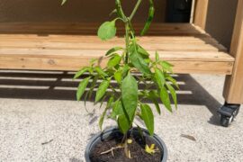 My first Birds Eye Chilis! Asking for tips..