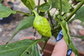 Is this virus, thrips, or something else on my pepper plant?