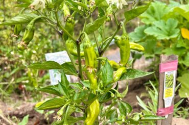 Takara peppers growing in amended clay soil
