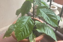 Any thoughts? (Carolina, jamaican hot yellow, aurora)